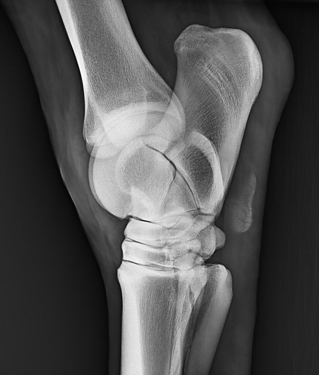 Horse Hock Radiograph Anatomy at Catina Bates blog