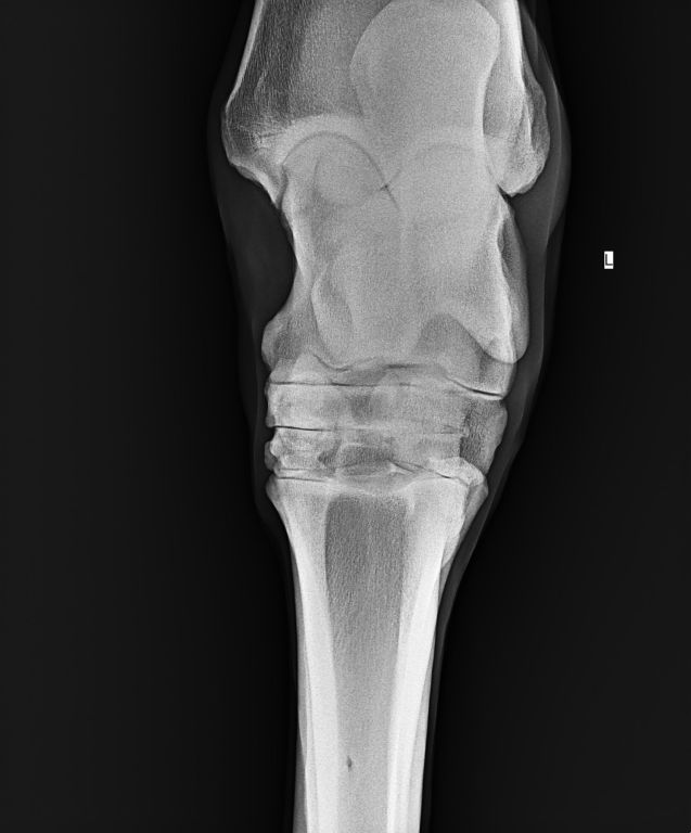 Horse Hock Radiograph Anatomy at Catina Bates blog
